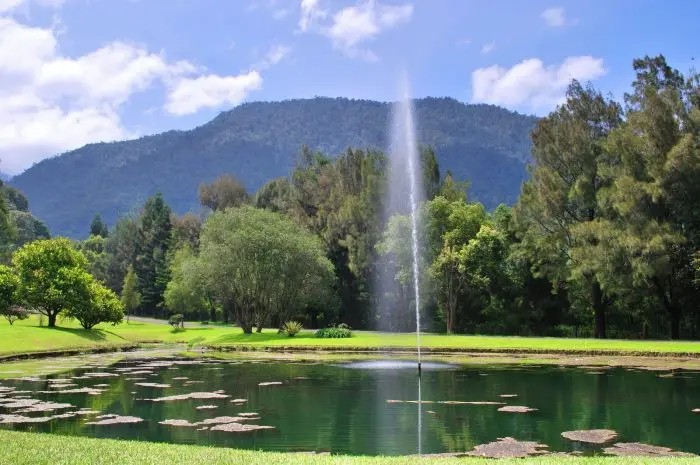 Best Tourist Attractions in Puncak That You Must Visit for a Fun Vacation